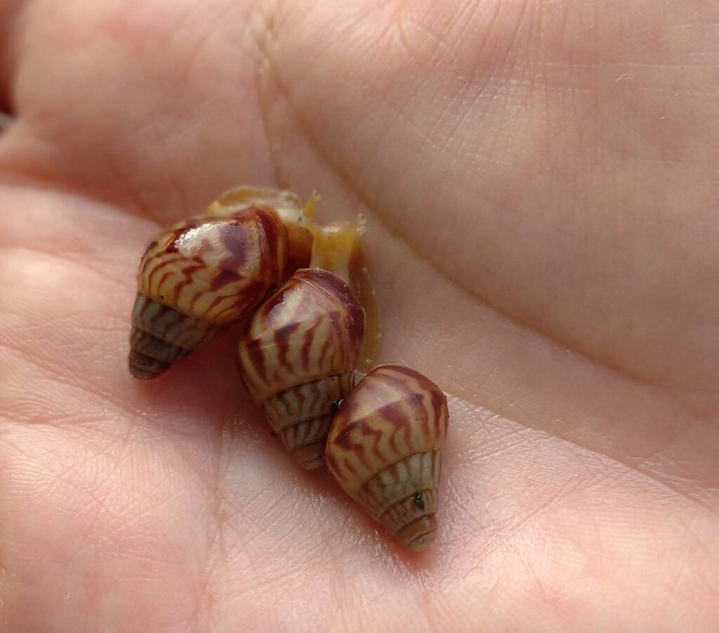 Tre giovani Limicolaria numidica sul palmo di una mano