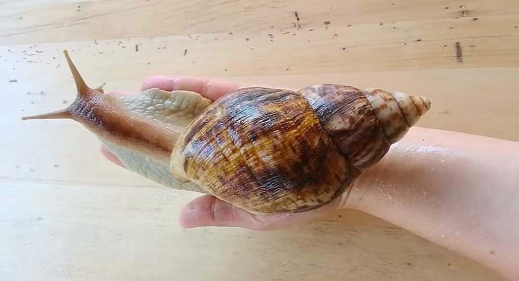 Lissachatina reticulata, chiocciola africana gigante tenuta su una mano.