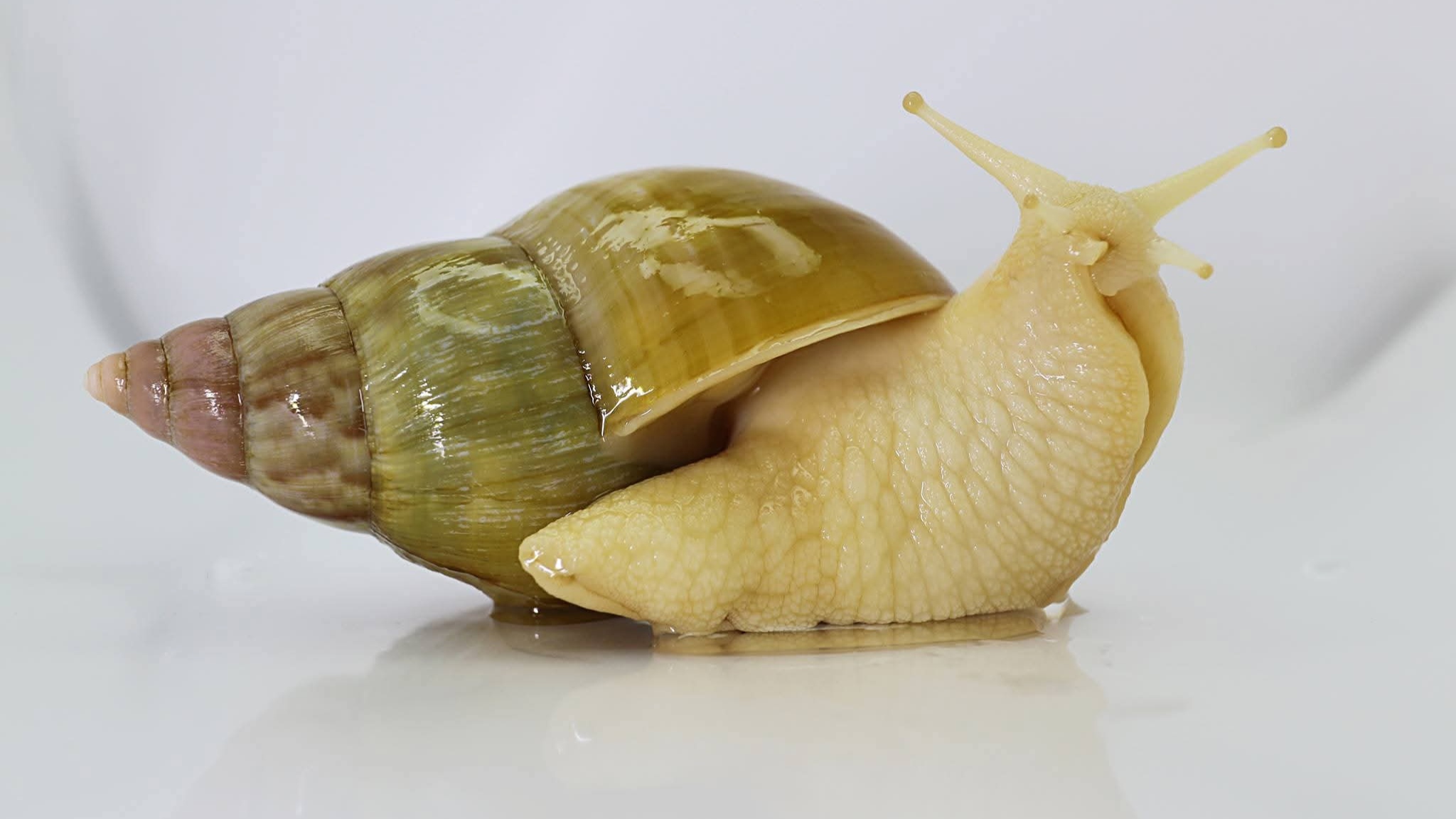 Chiocciola africana con guscio verde oliva e corpo giallo crema, fotografata su sfondo bianco